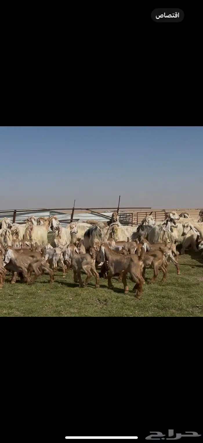 للبيع معزا عوارض ( كريميه ) متاويم فاااخره 13