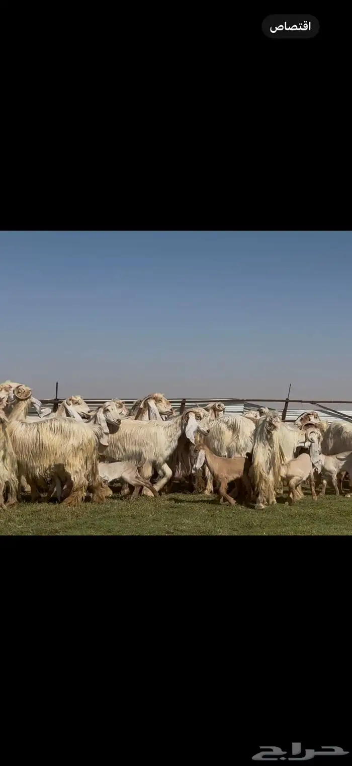 للبيع معزا عوارض ( كريميه ) متاويم فاااخره 4