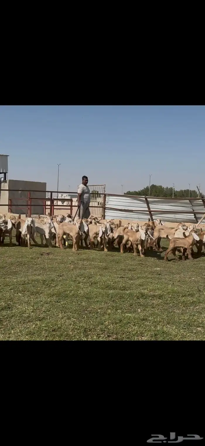 للبيع معزا عوارض ( كريميه ) متاويم فاااخره 14