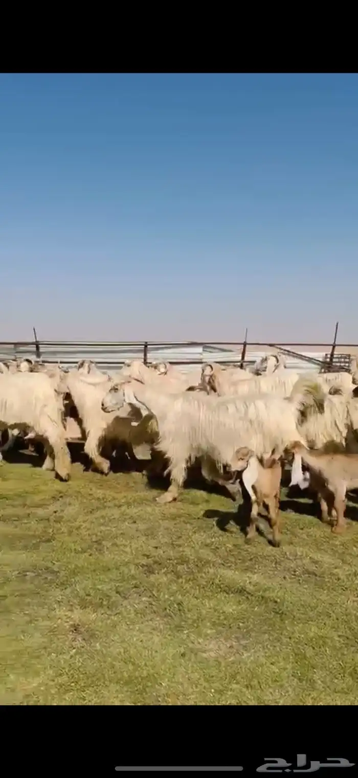 للبيع معزا عوارض ( كريميه ) متاويم فاااخره 11