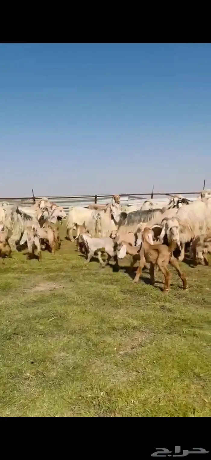 للبيع معزا عوارض ( كريميه ) متاويم فاااخره 2