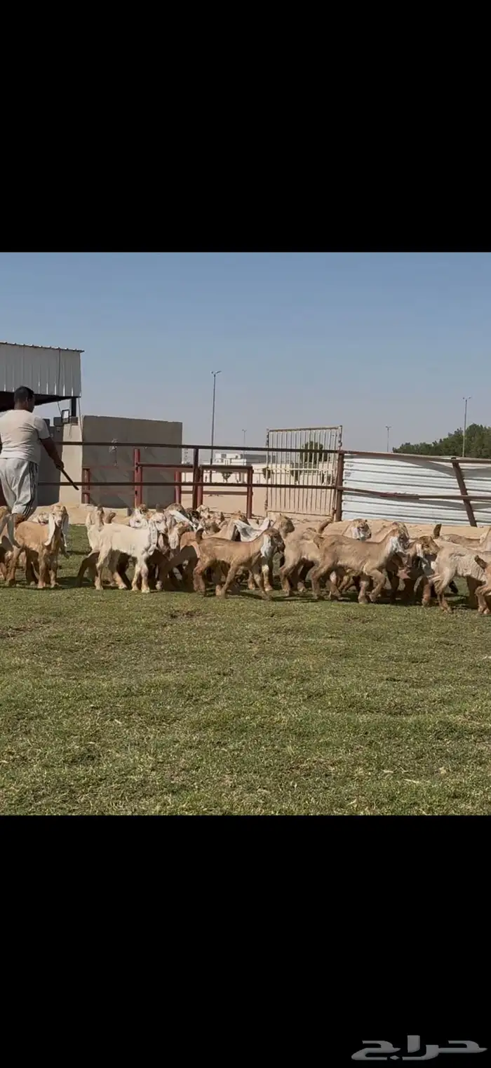 للبيع معزا عوارض ( كريميه ) متاويم فاااخره 7