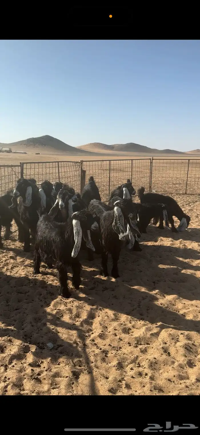 جفار عوراض مخاصي(تم البيع) 0