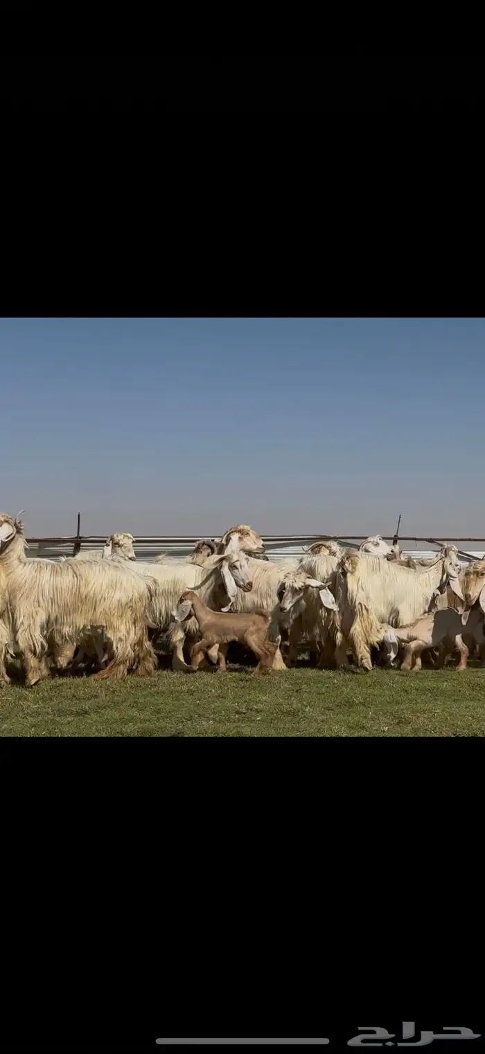 للبيع معزا عوارض ( كريميه ) متاويم فاااخره 3