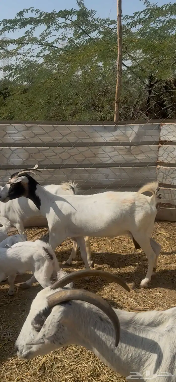 للبيع جفار بيشيات صغار سن ولد شي كفوو ع 1050 (( تم البيع )) 2