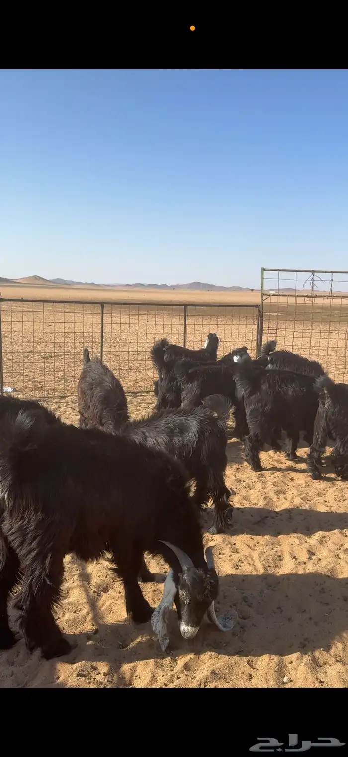 جفار عوراض مخاصي(تم البيع) 2