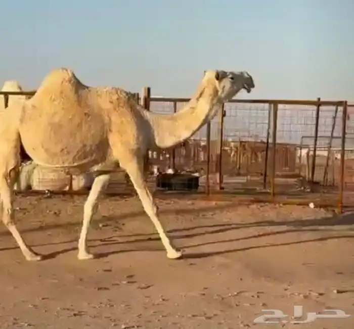 القحات موطي وختها 10 شهور 7