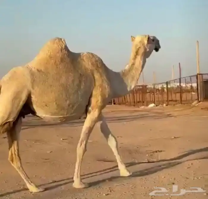 القحات موطي وختها 10 شهور 3