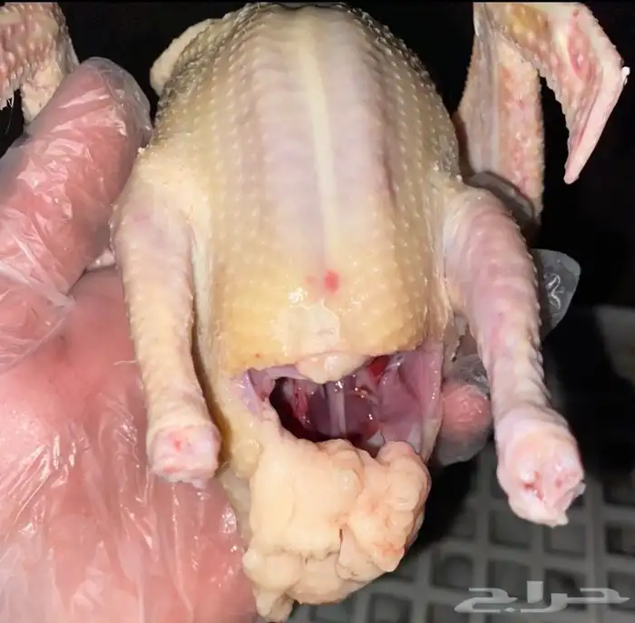 زغاليل فرنسي 2