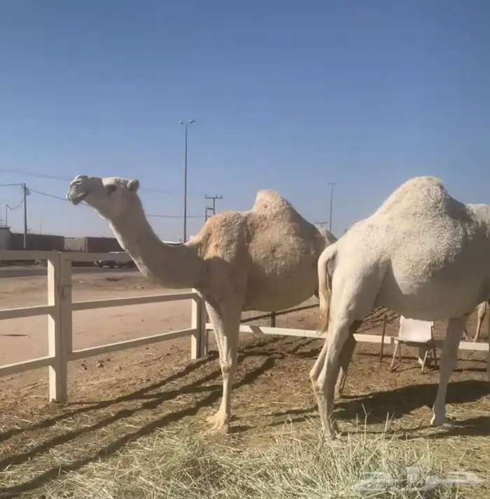 القحات موطي وختها 10 شهور 8