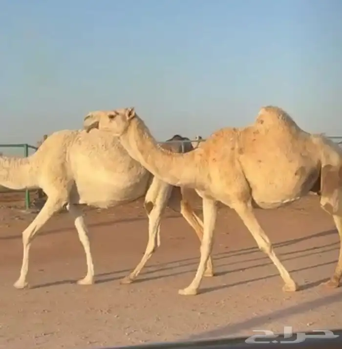 القحات موطي وختها 10 شهور 0