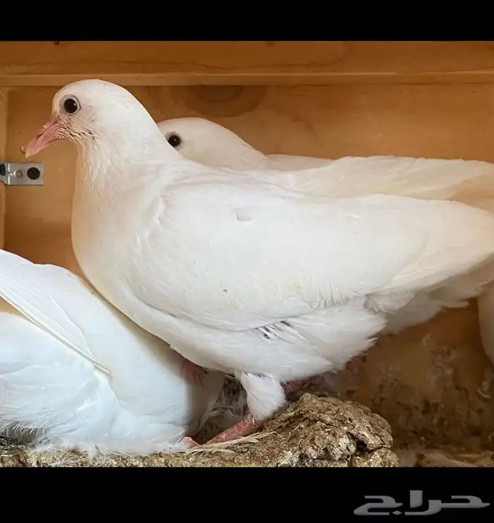 زغاليل فرنسي 1