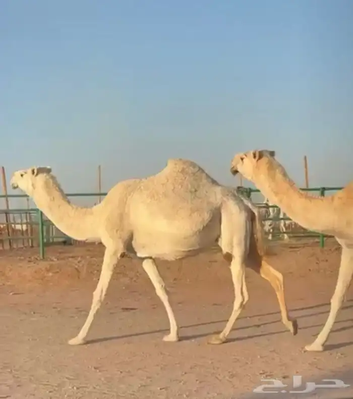 القحات موطي وختها 10 شهور 1