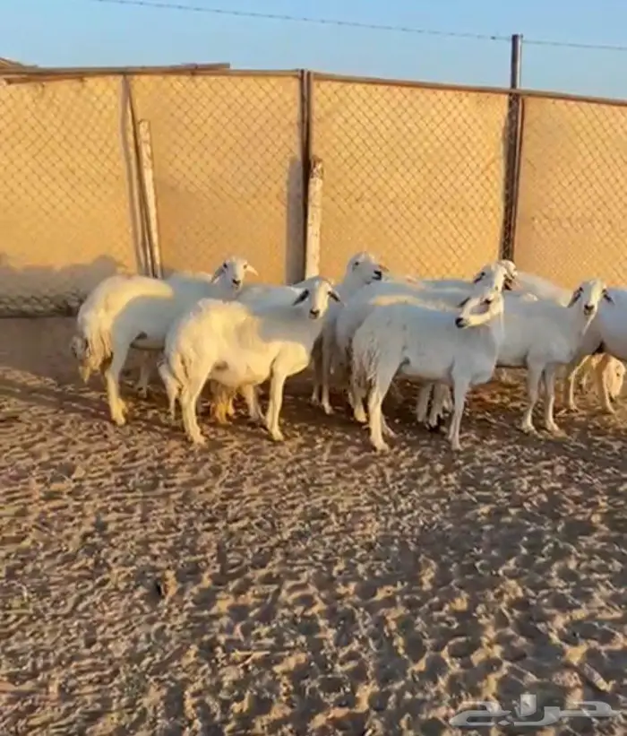 للبيع ضان العدد 13 2