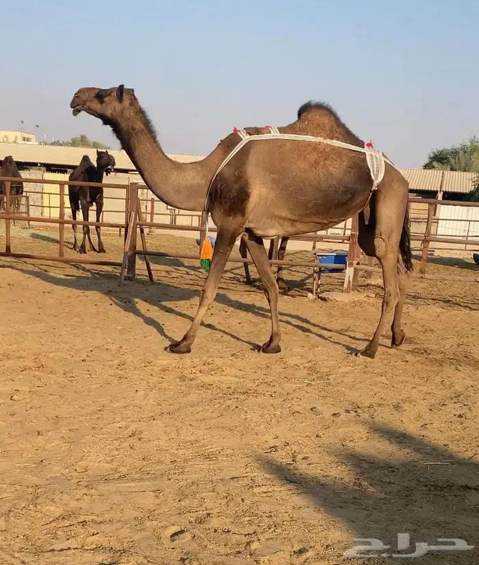 للبيع ضرايب العدد ثنتين وحده رباع وحده شاق 0