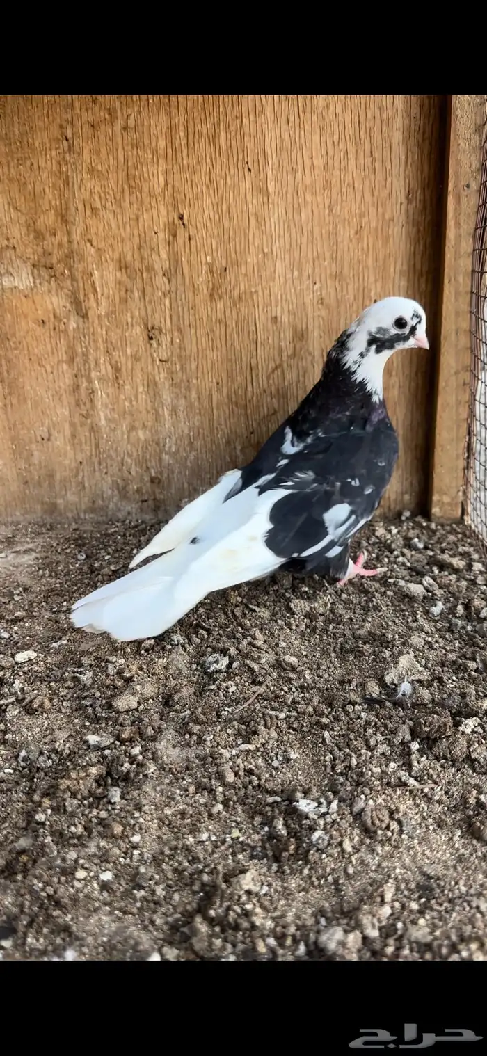 حمام قطيفي 2