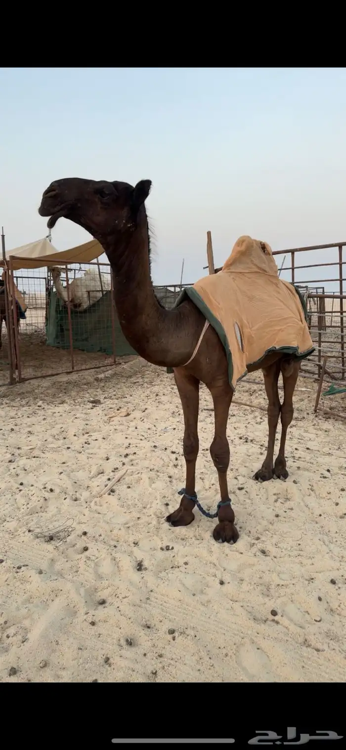 للبيع قعود طيب 2