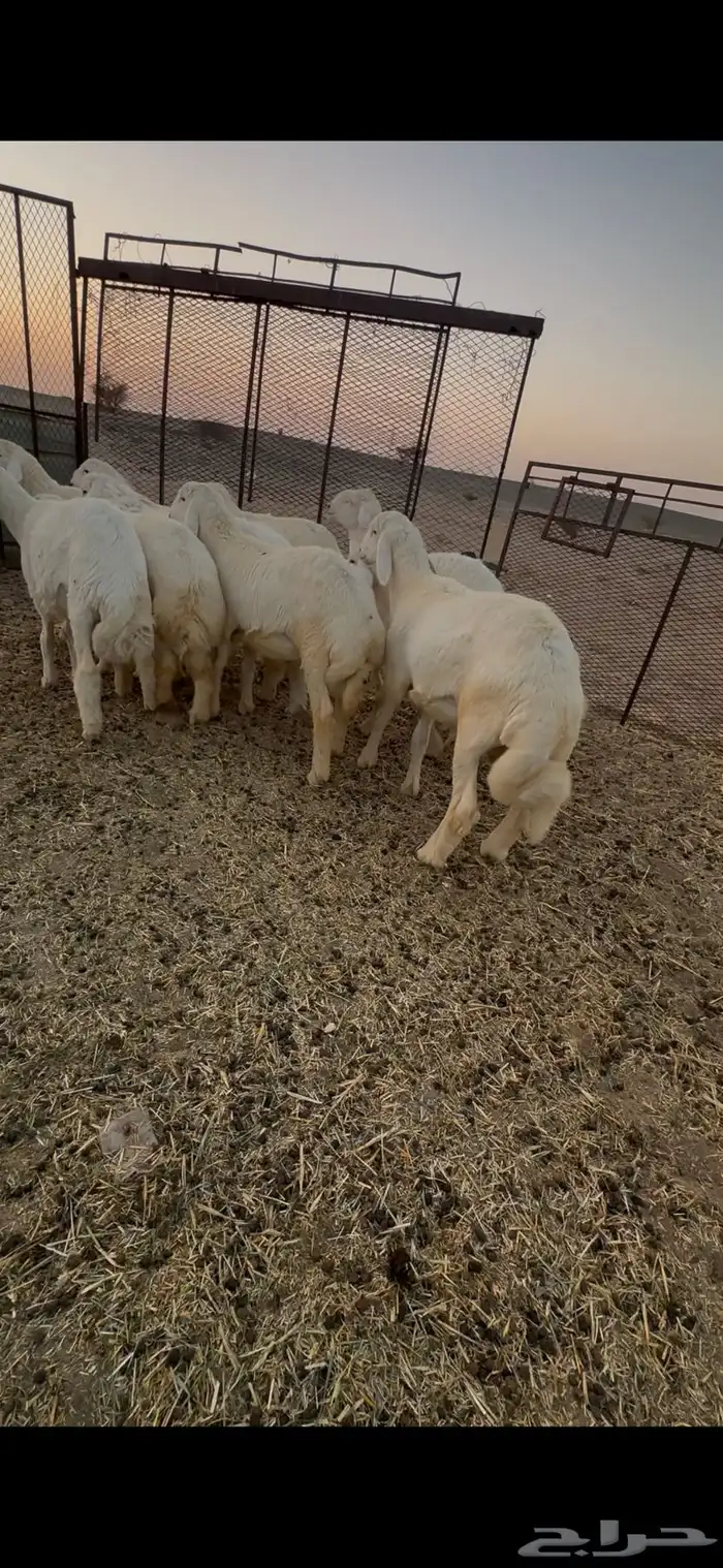 طليان جبره 0