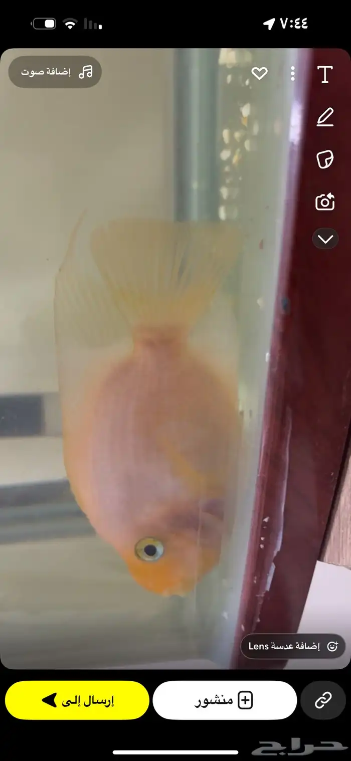 سمك مفترس ببغاء برتقالي للبيع 2