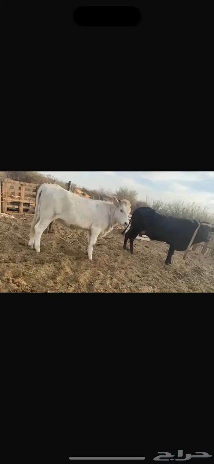 بقره وحسيله للبيع 1