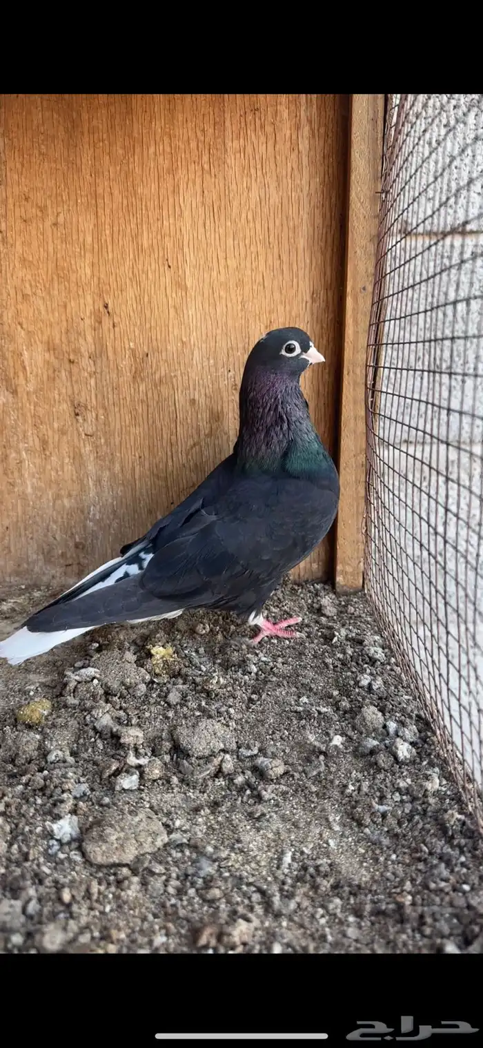 حمام قطيفي 0