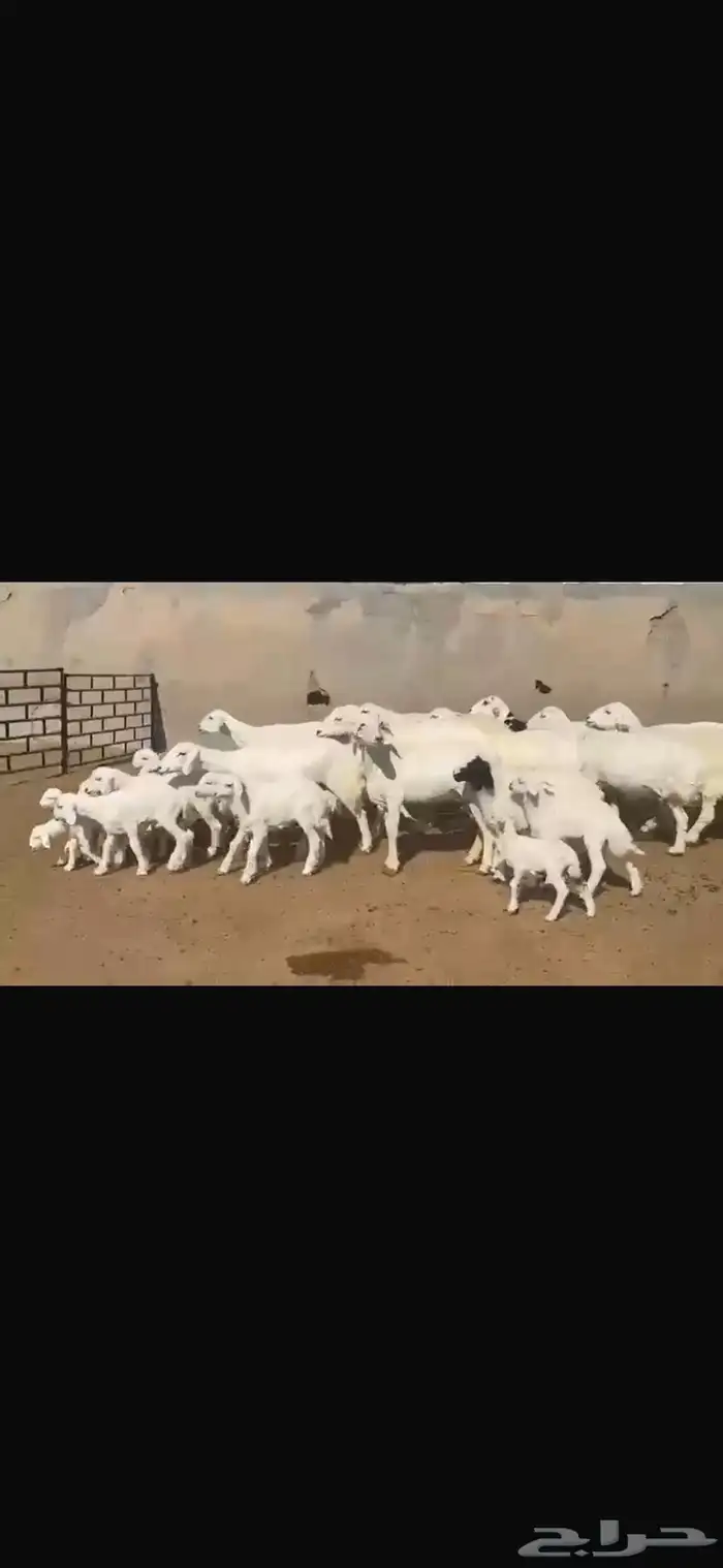 حريه مطافيل فاخره 15 تحتها 17 1