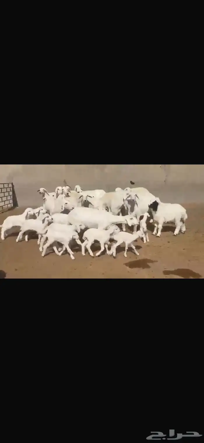 حريه مطافيل فاخره 15 تحتها 17 7