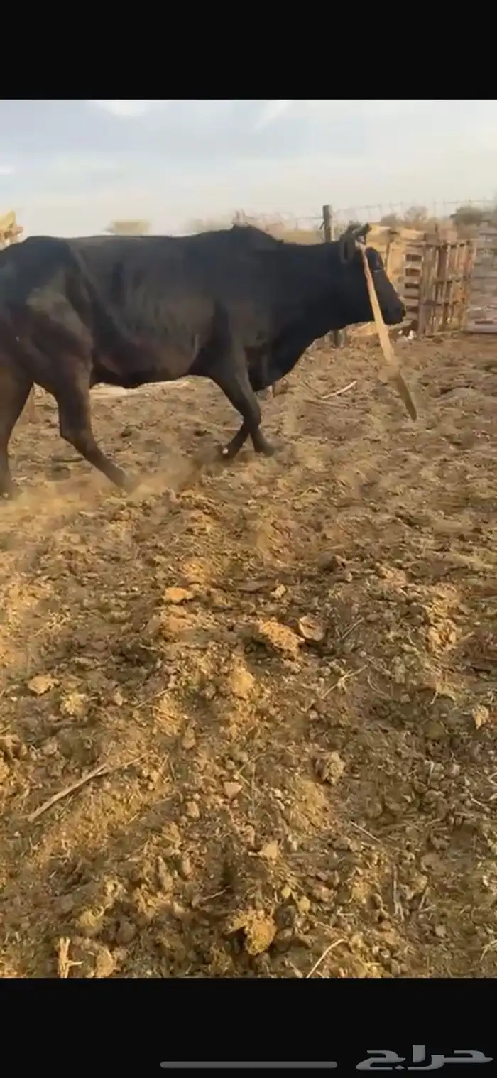 بقره وحسيله للبيع 3