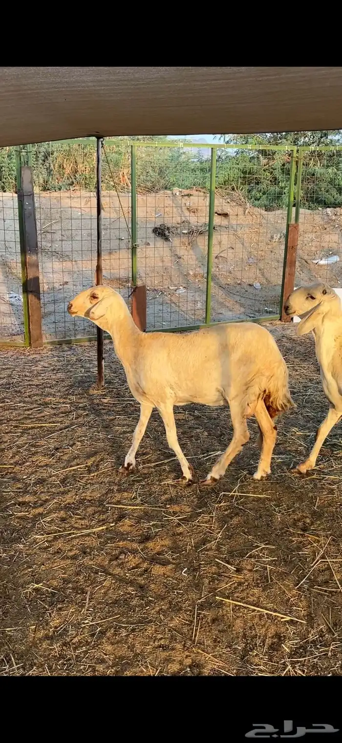 نعجه سواكنيه بيضاء برصاء صنف معها طلي مشروع فحل فاخر 0