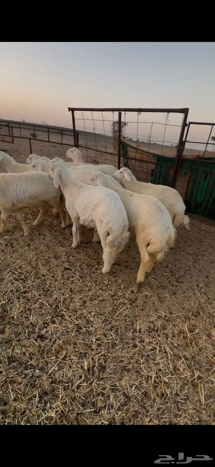 طليان جبره 2