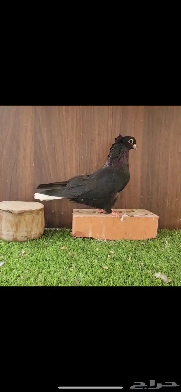 حمام قطيفي 3