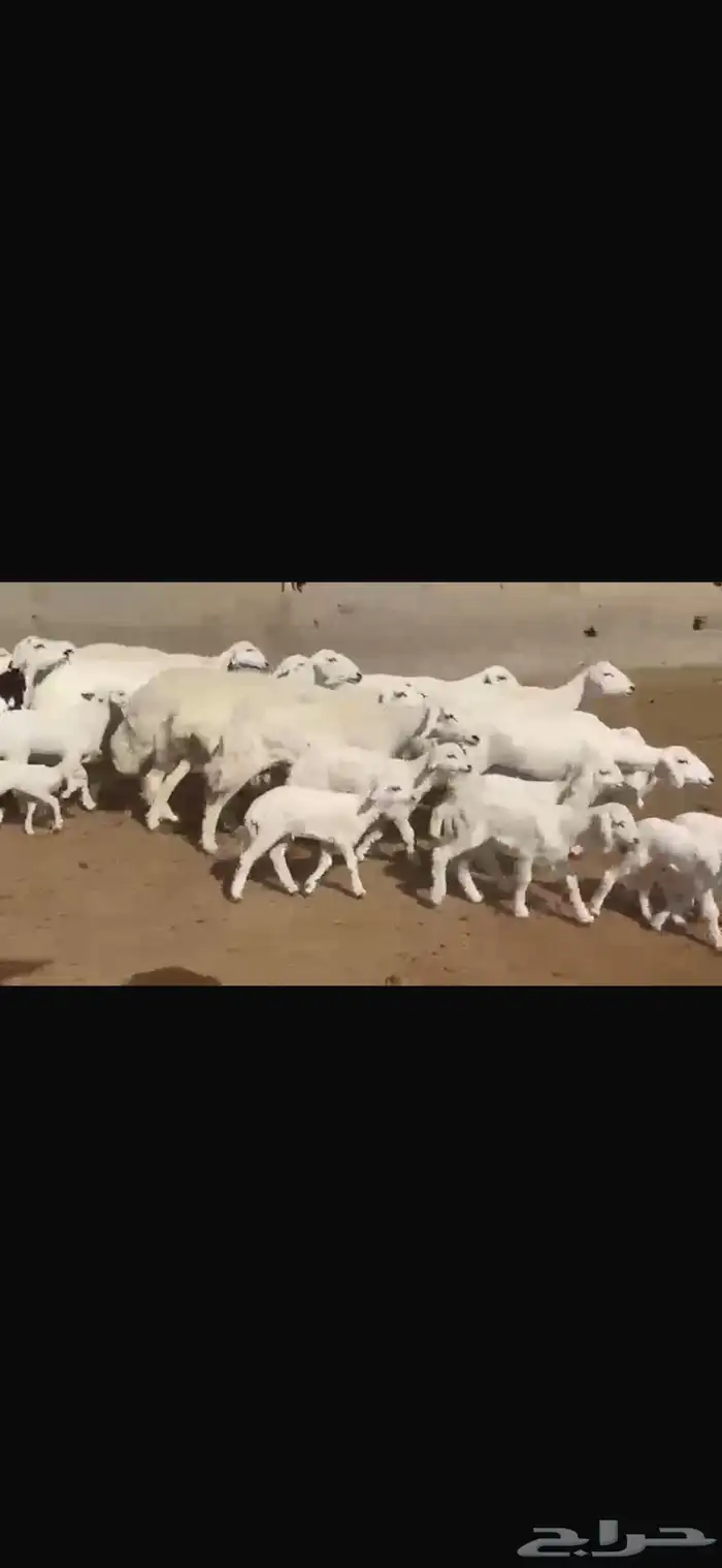 حريه مطافيل فاخره 15 تحتها 17 14