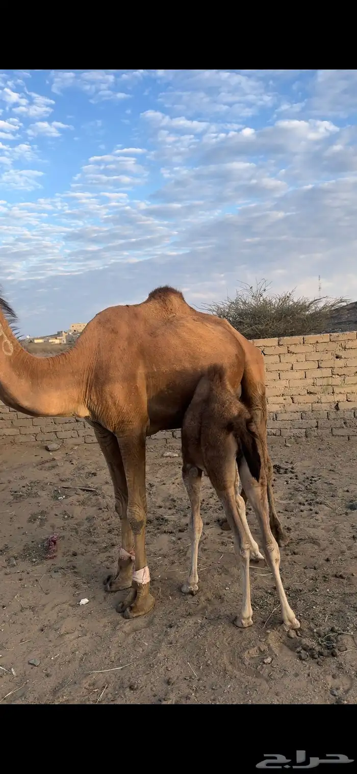 خلفه سنها سدس طاسه 60 1