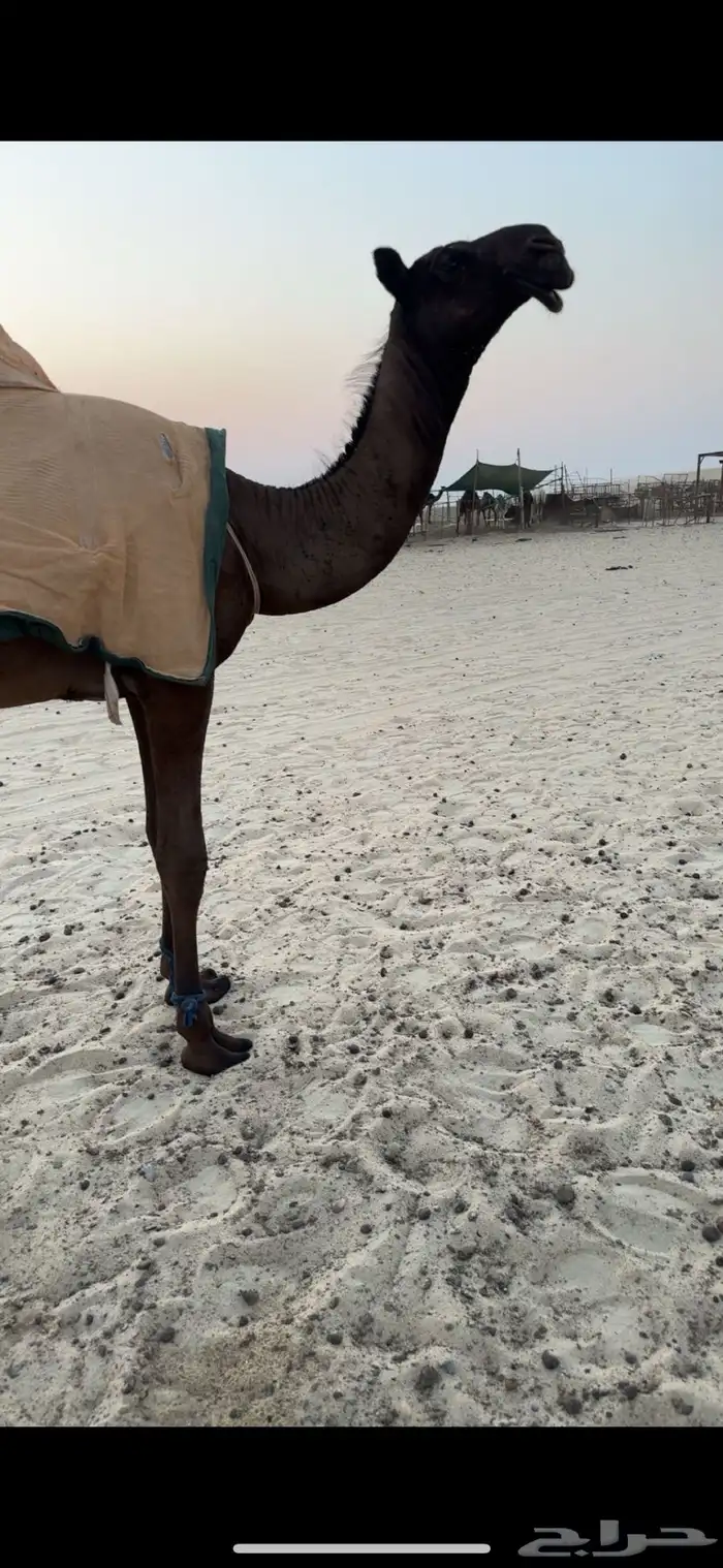 للبيع قعود طيب 1