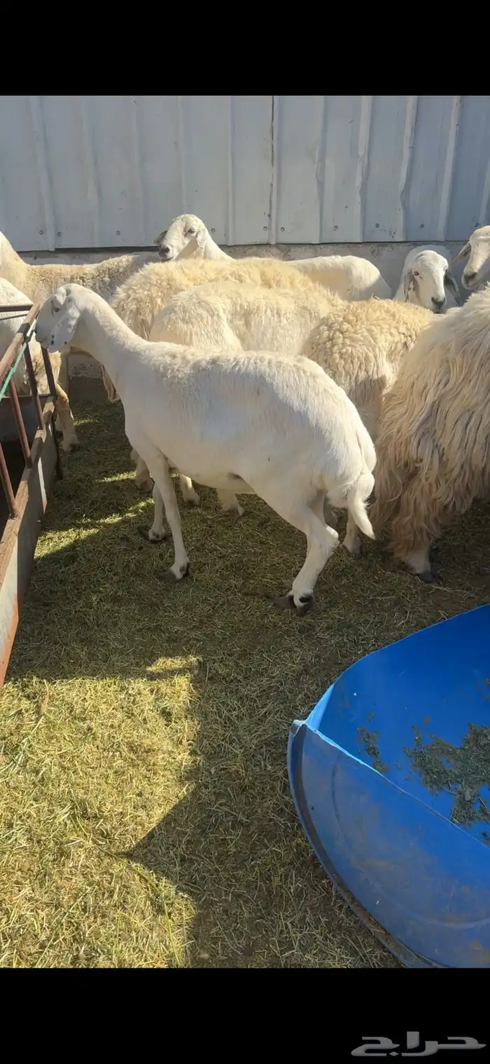 الغنم حريات العدد 26 فيه مواليد 3 معهن 4 والباقي دفيع قريب 0