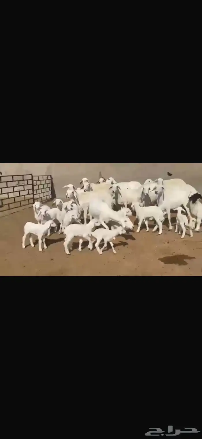 حريه مطافيل فاخره 15 تحتها 17 8