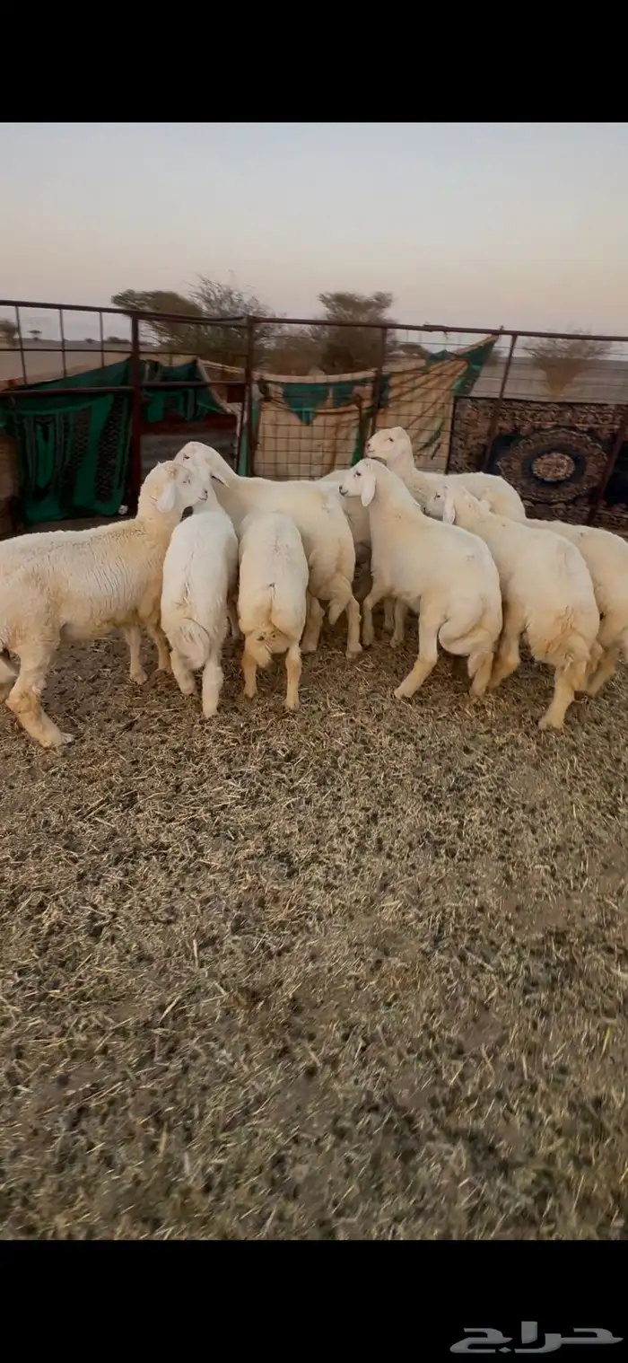 طليان جبره 1