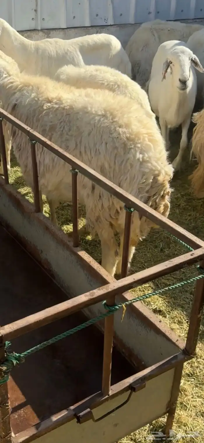 الغنم حريات العدد 26 فيه مواليد 3 معهن 4 والباقي دفيع قريب 1