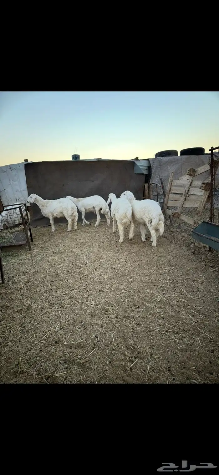 ذبايح حري البيع 1