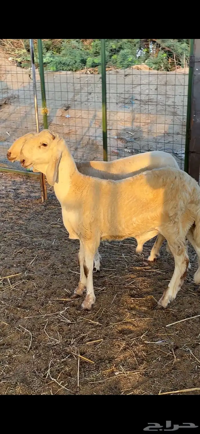 نعجه سواكنيه بيضاء برصاء صنف معها طلي مشروع فحل فاخر 5