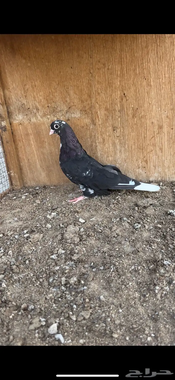 حمام قطيفي 1