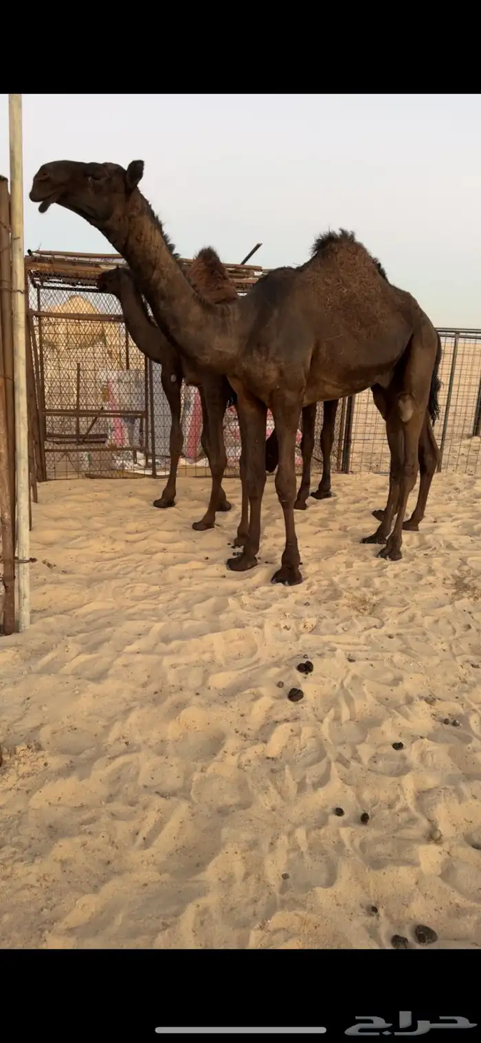 للبيع قعود طيب 0