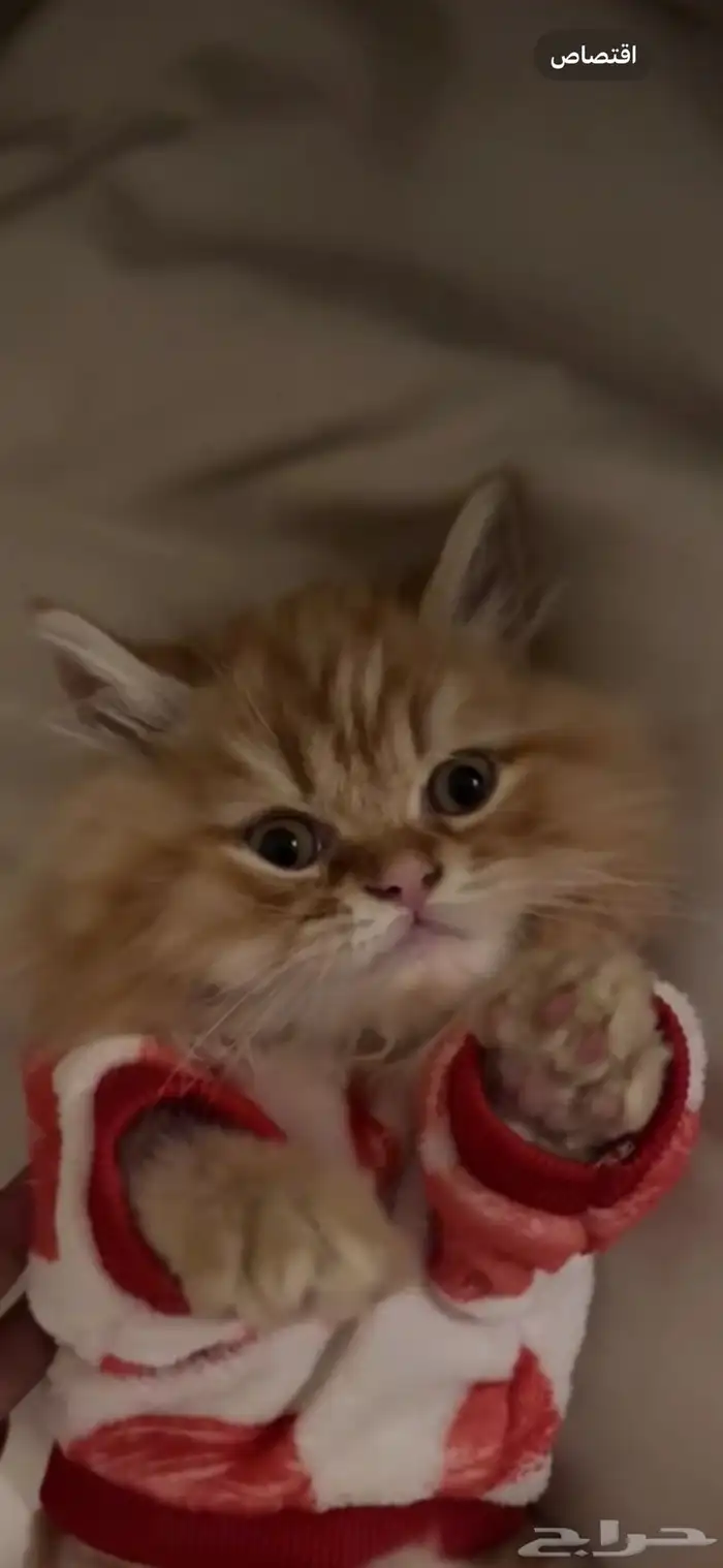 قطه بيكي فيس للبيع عمر 4 5 شهور 2