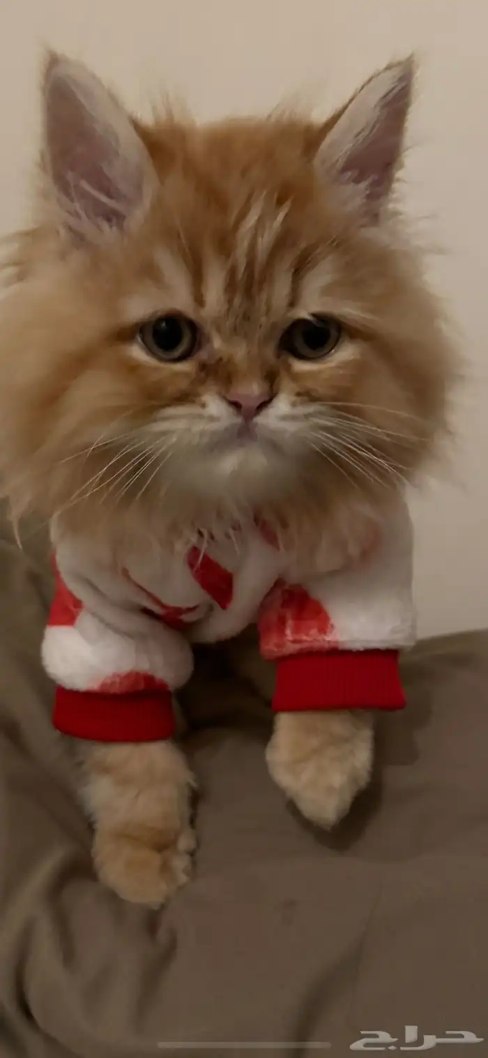 قطه بيكي فيس للبيع عمر 4 5 شهور 0