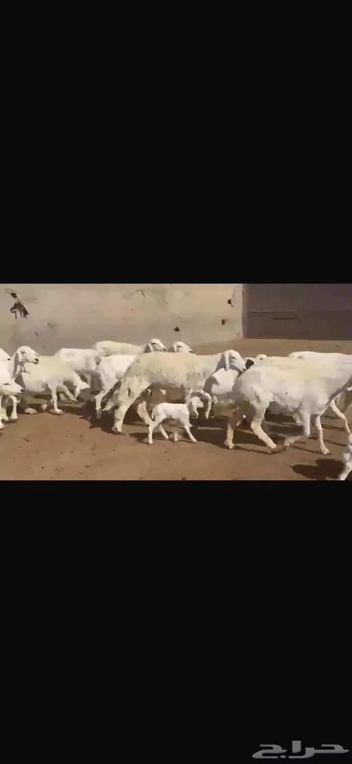 حريه مطافيل فاخره 15 تحتها 17 12