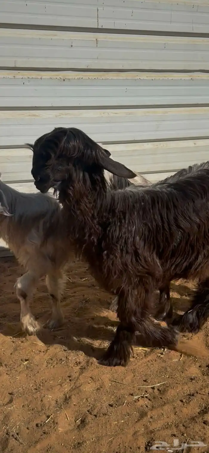 رخال رمليات فواخر 1