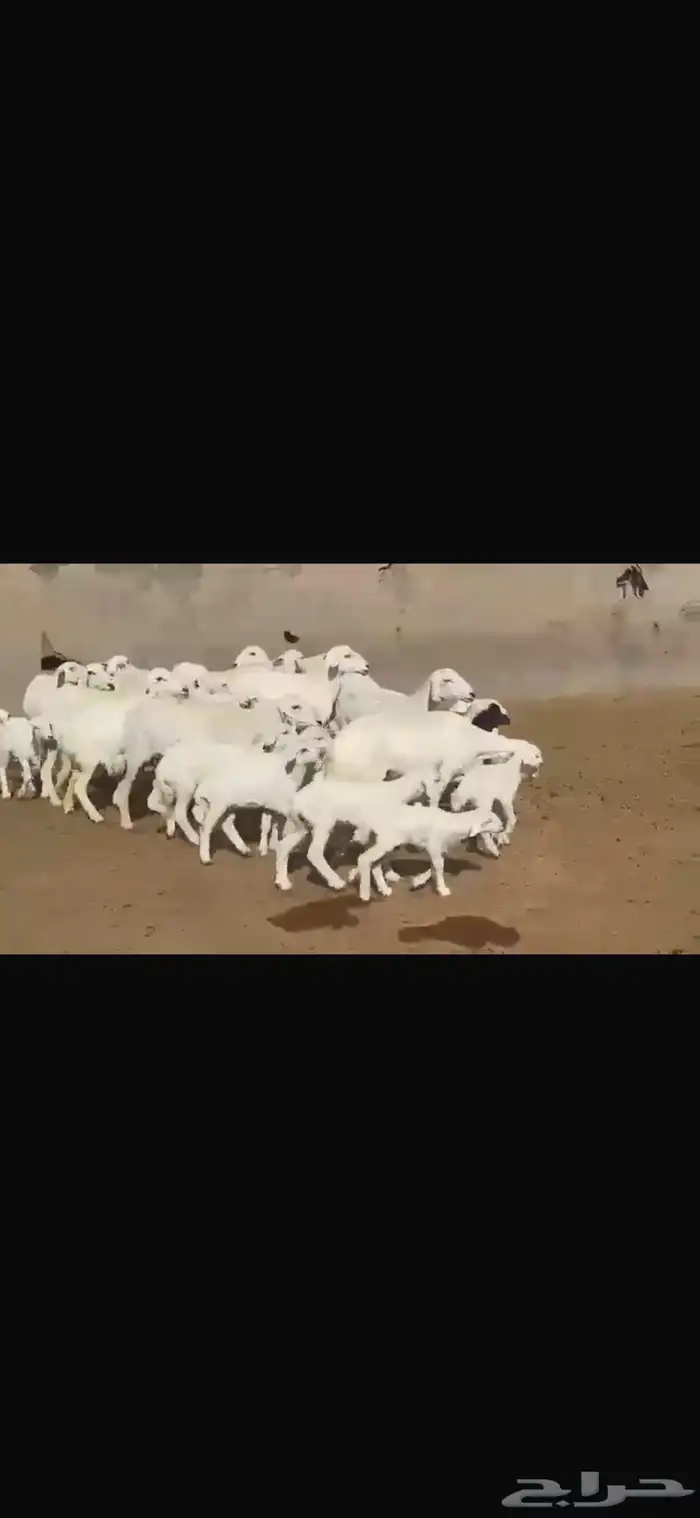 حريه مطافيل فاخره 15 تحتها 17 11