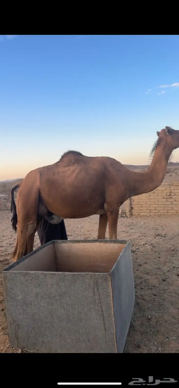 خلفه سنها سدس طاسه 60 0