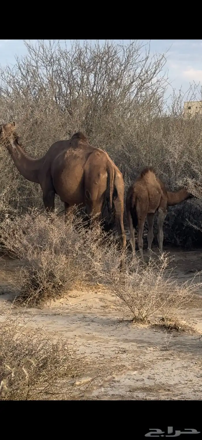 خلفه سنها سدس طاسه 60 3