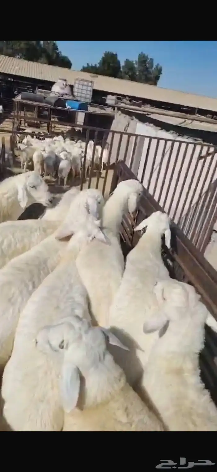 جذعان حريات الطايف 0